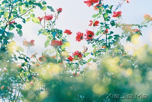 晚安心语:在途中,认清自己 (2)