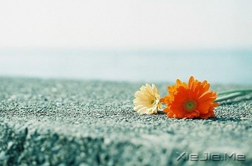 早安心语:淡然,是人生的一种成长 (8)